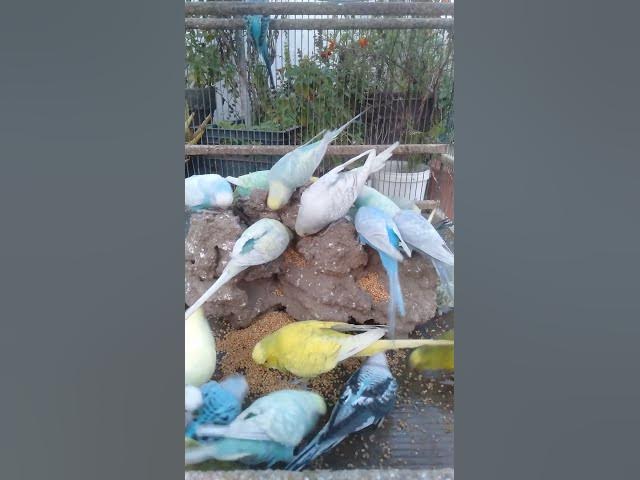 Video thumbnail for おうちでできる！🐦羽色が変わる栄養法🌈