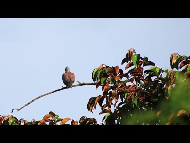 Video thumbnail for Cute female forest dove | Dove bird at forest