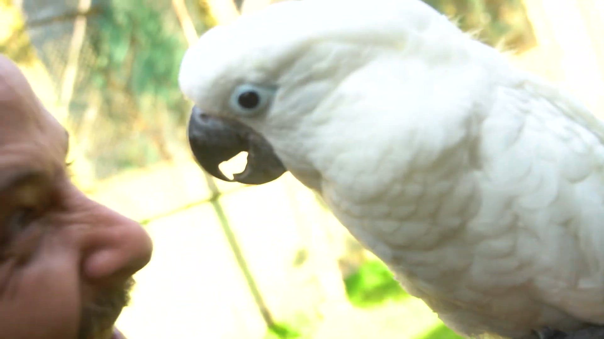 'Video thumbnail for COMO É TER UMA CACATUA ALBA EM CASA?!'