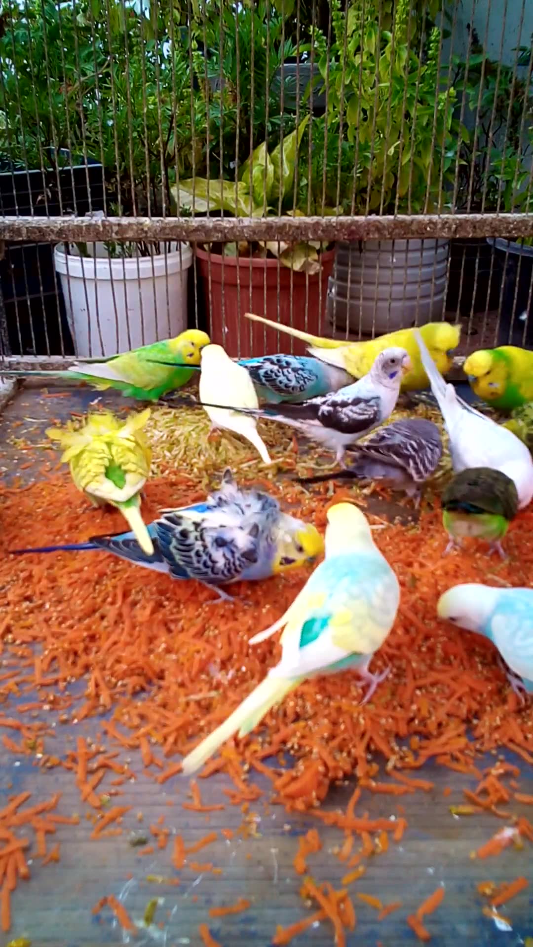 'Video thumbnail for This Amazon bird toy is SO COOL#birds#parrot #birdslover #budgis #lovebirds #budgiegar #cute #health'