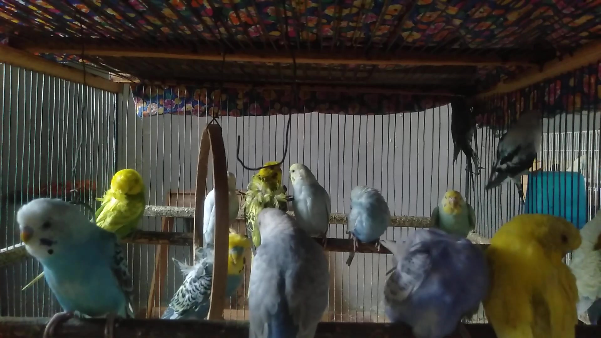 'Video thumbnail for What Makes Budgies So Social 🗣️🐥'