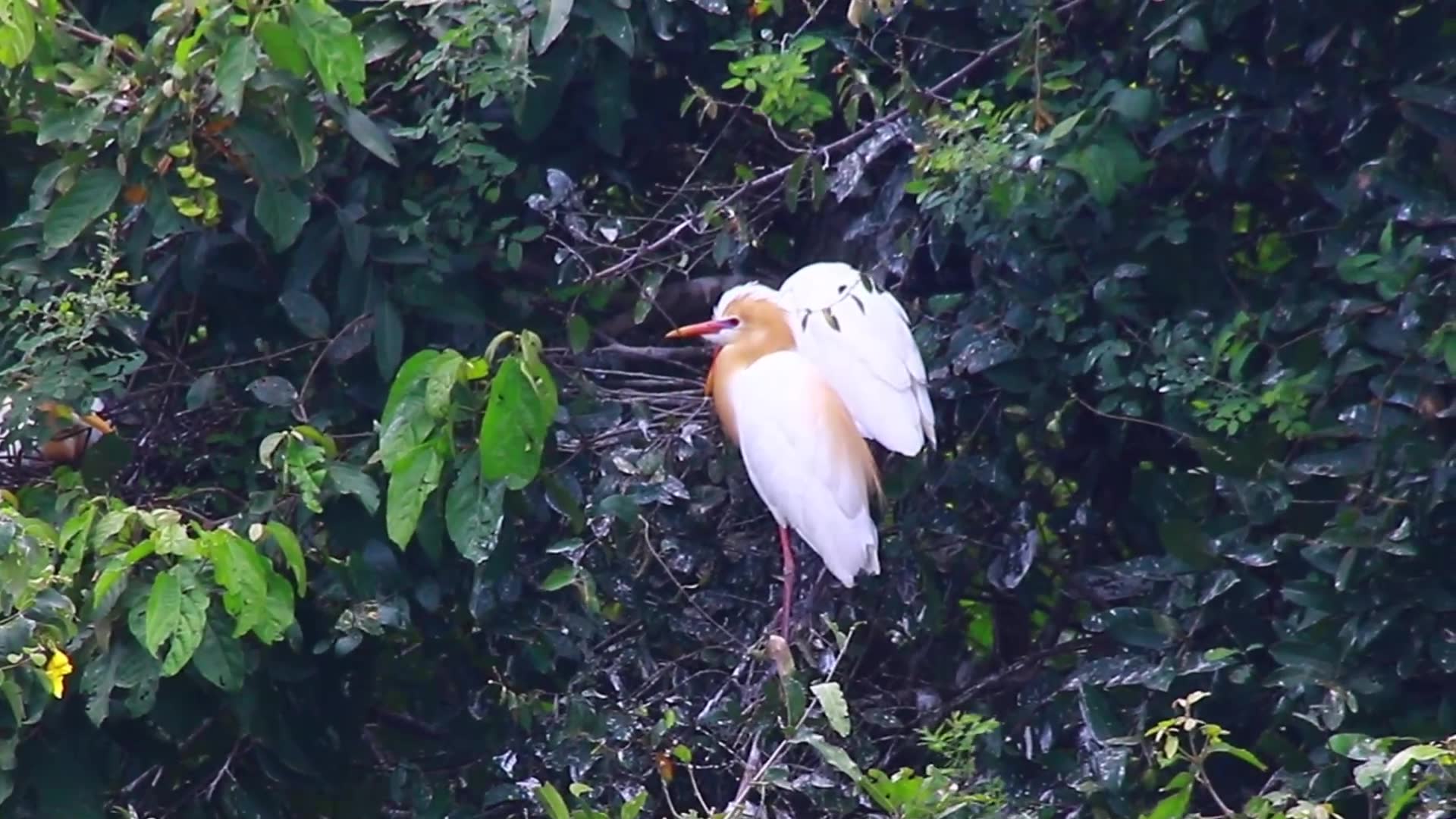 Video thumbnail for Amazing of wild bird stay on nest