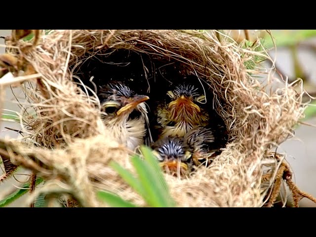 Video thumbnail for At field bird's on nest, Wild baby's bird feed it