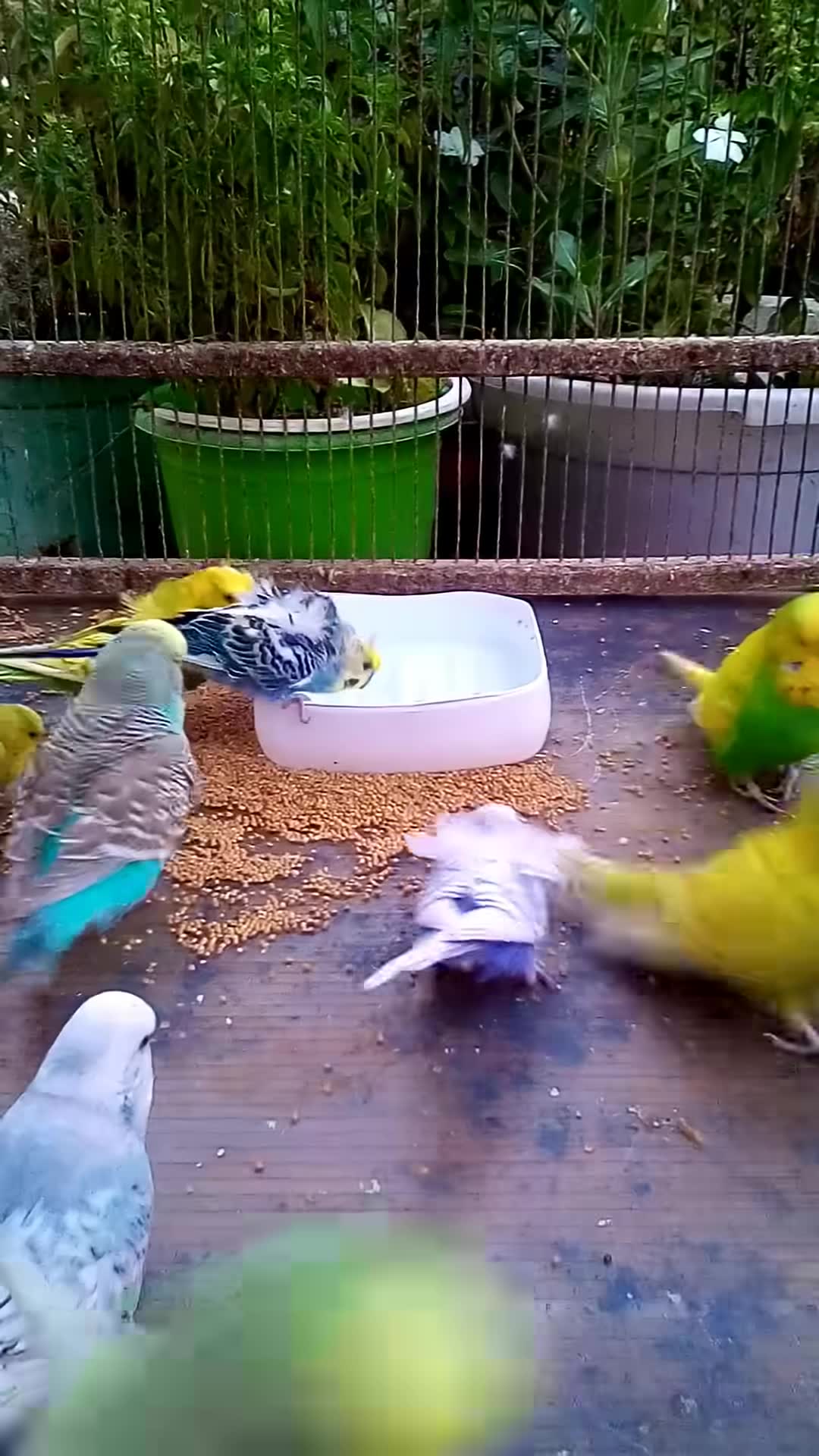 'Video thumbnail for This Amazon bird toy is SO COOL#birds#parrot #birdslover #budgis #lovebirds #budgiegar #cute #health'