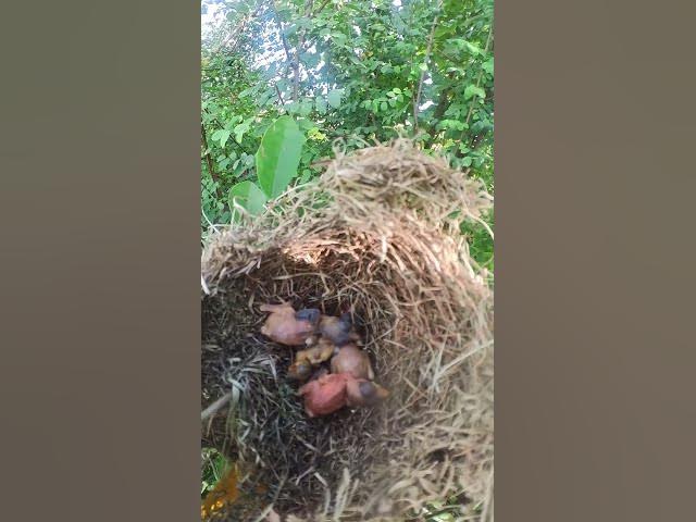'Video thumbnail for #reactions#ai #nature #beautiful #creativity is a habbit#chiks #viralshort #@bird #@birdlife'