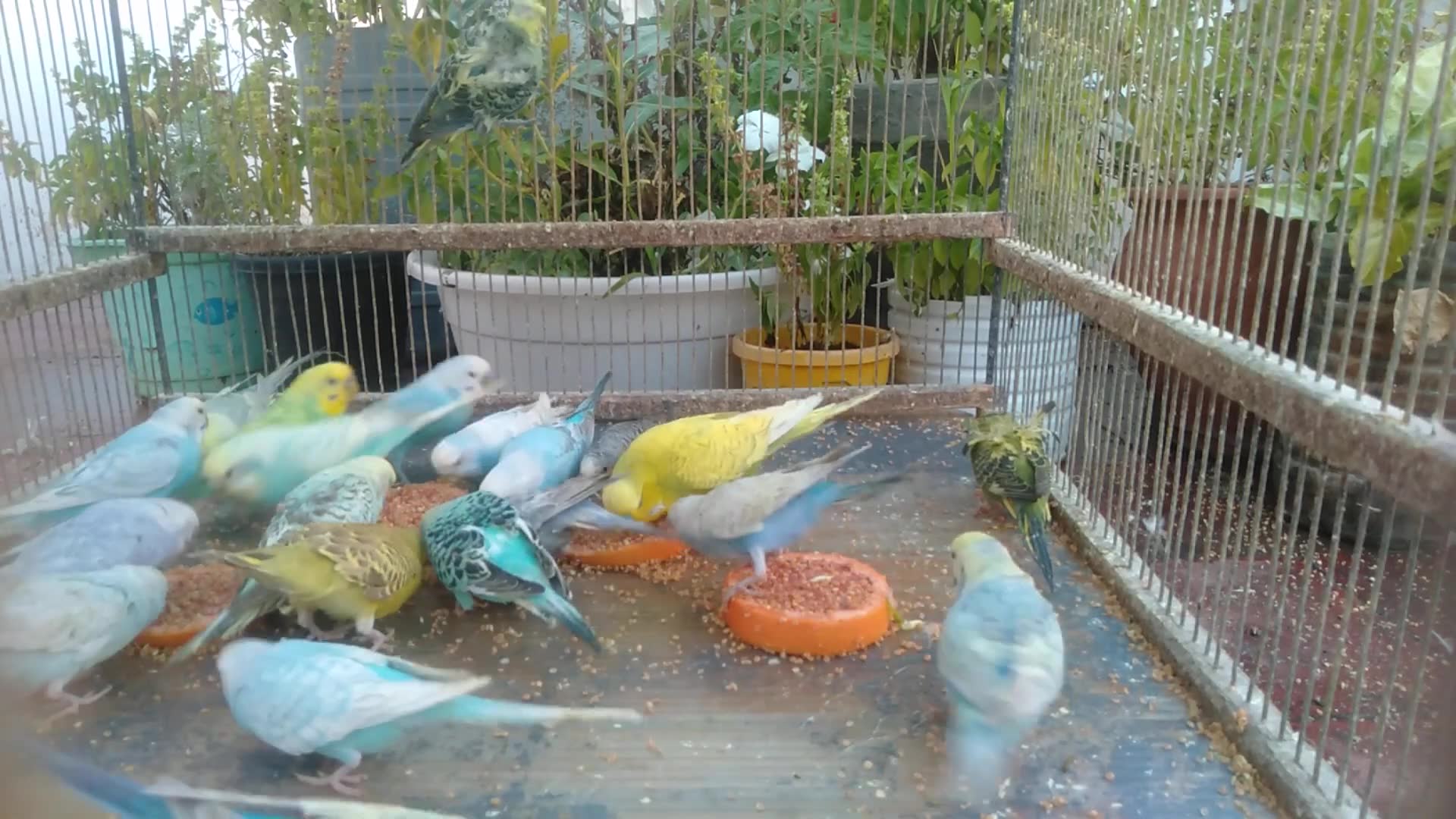 'Video thumbnail for Rare Budgie Colors A Colorful Journey Through Nature! 🦜✨'