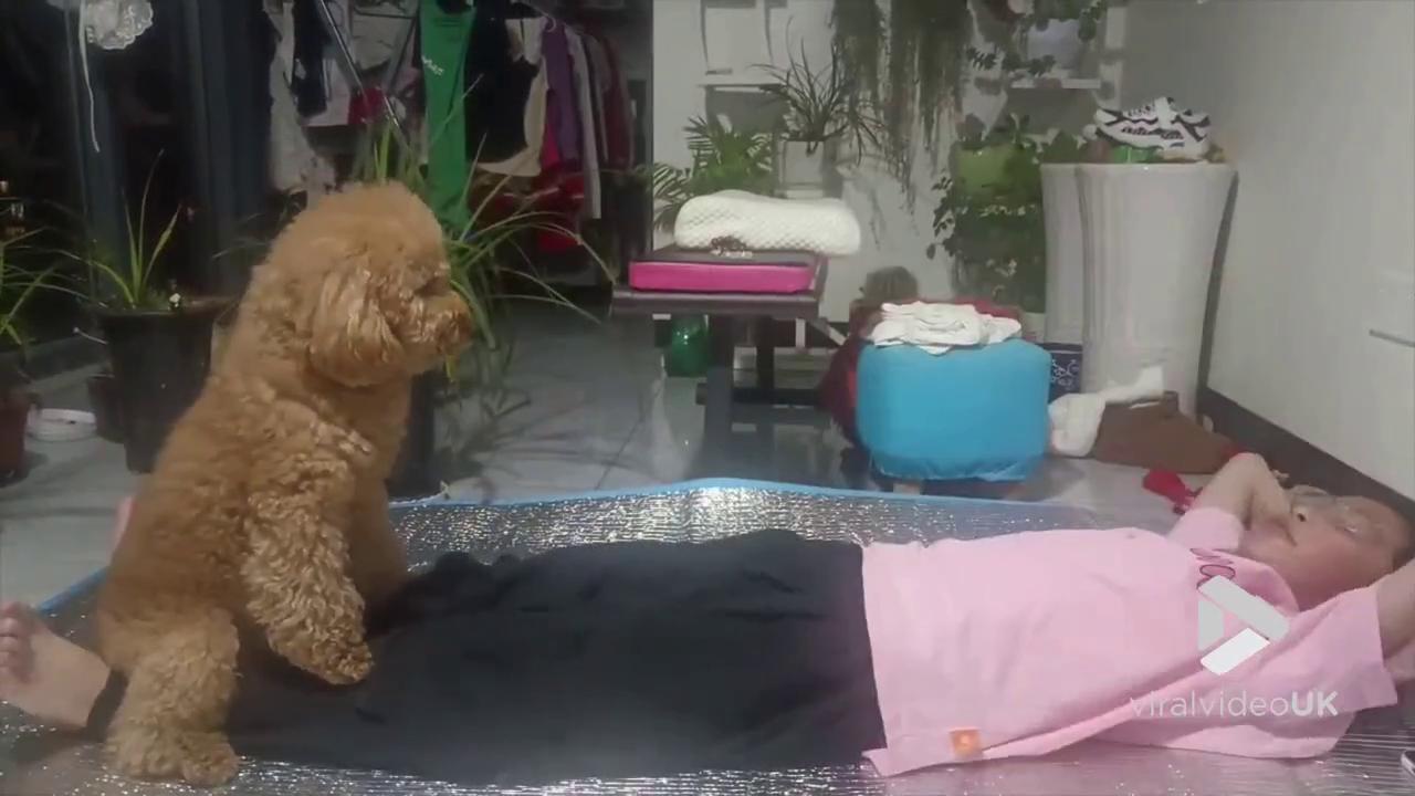 'Video thumbnail for VV4981 Dog becomes owners personal trainer'
