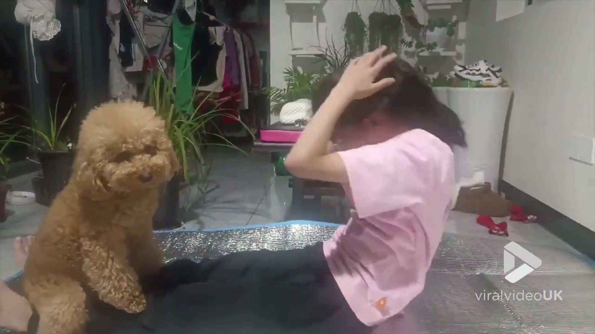 'Video thumbnail for VV4981 Dog becomes owners personal trainer'