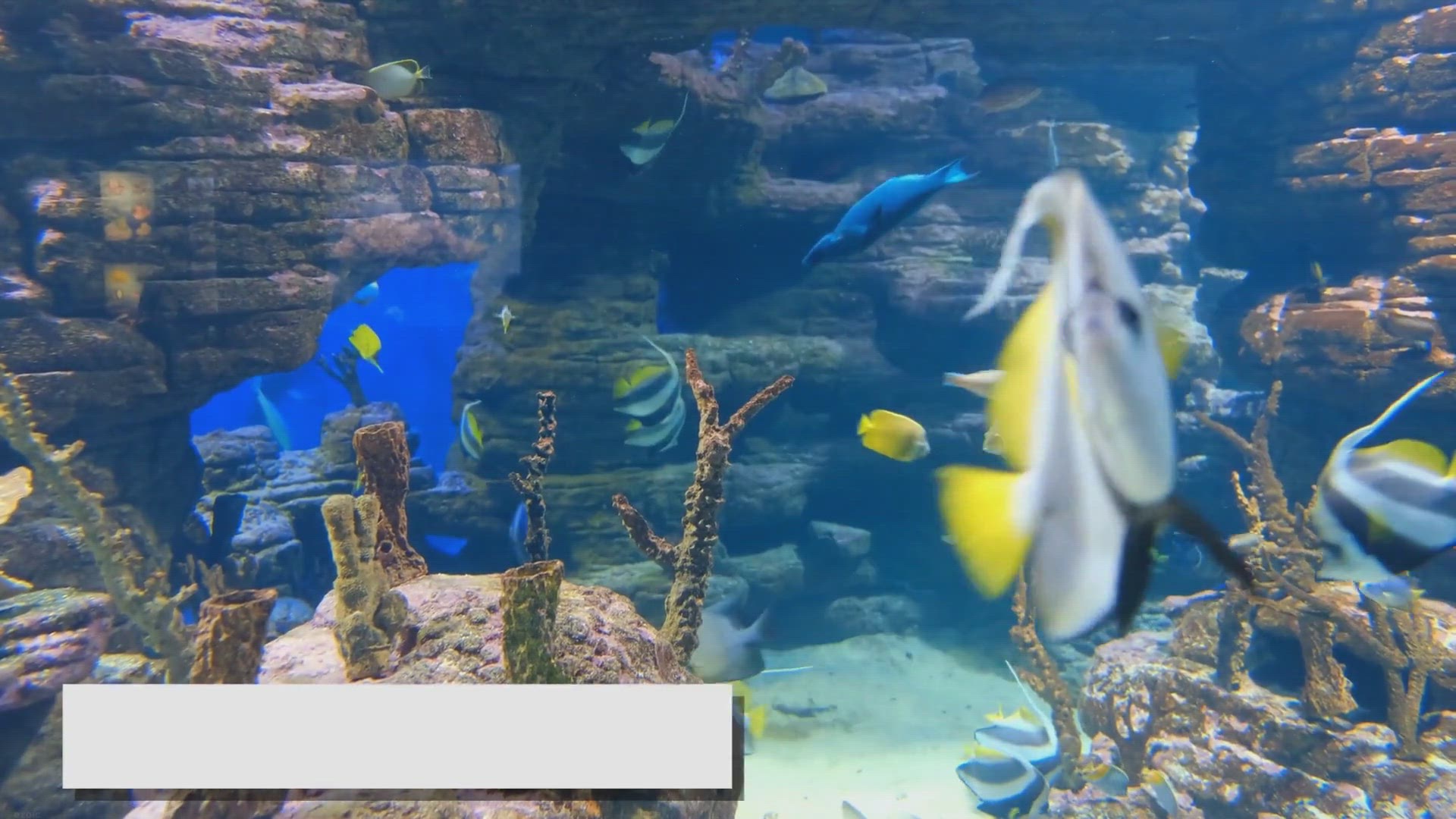 Video thumbnail for Peaceful Fish Species: Creating a Calm and Serene Aquarium
