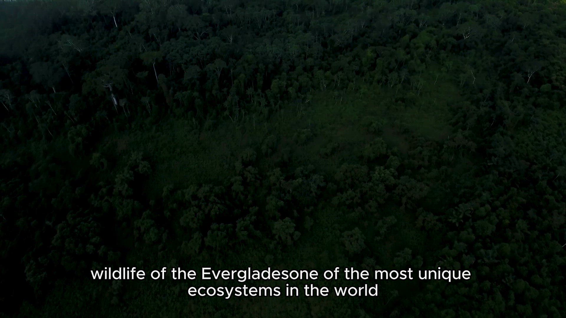 Video thumbnail for Wildlife of the Everglades