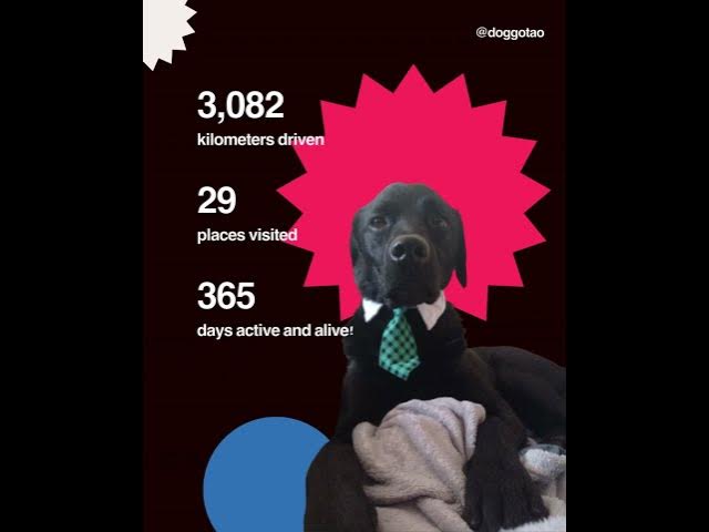 'Video thumbnail for Doggo Tao Traveling Adventures #happydogs #dogtravel #dogdiary #doggosdoingthings'