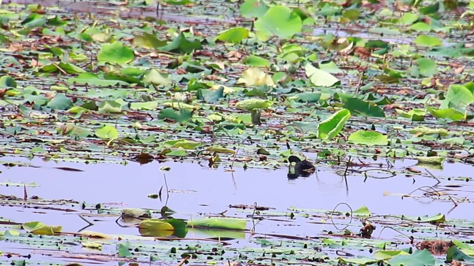 Video thumbnail for Small wild bird live underwater lake