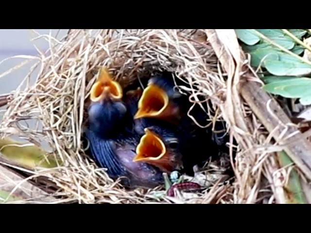 'Video thumbnail for The Nest of Bird Grown Sparrow & Babies Cries Eat in Nest  [ @ViralBirdNest ]'
