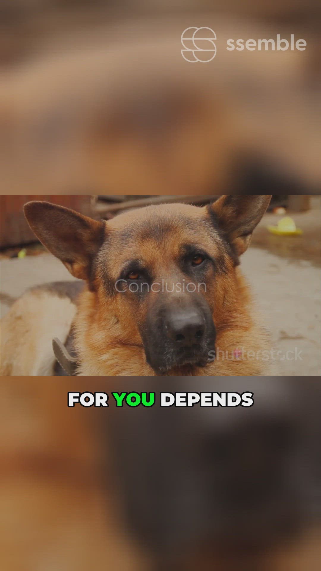 'Video thumbnail for Pick Your Pup'