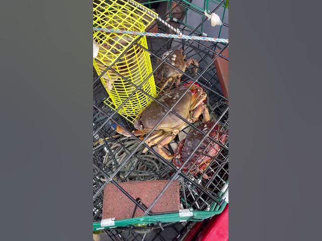 Video thumbnail for Winter crabbing with short soaks is a challenge unless you drop right on them!