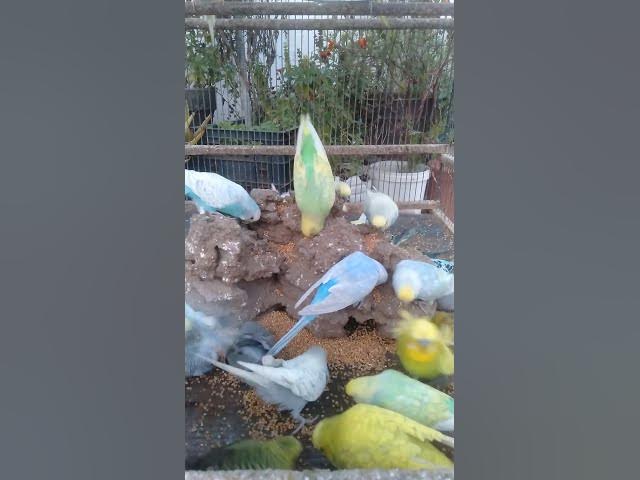 Video thumbnail for 太陽の下でピクニック🌞インコの幸せ時間✨