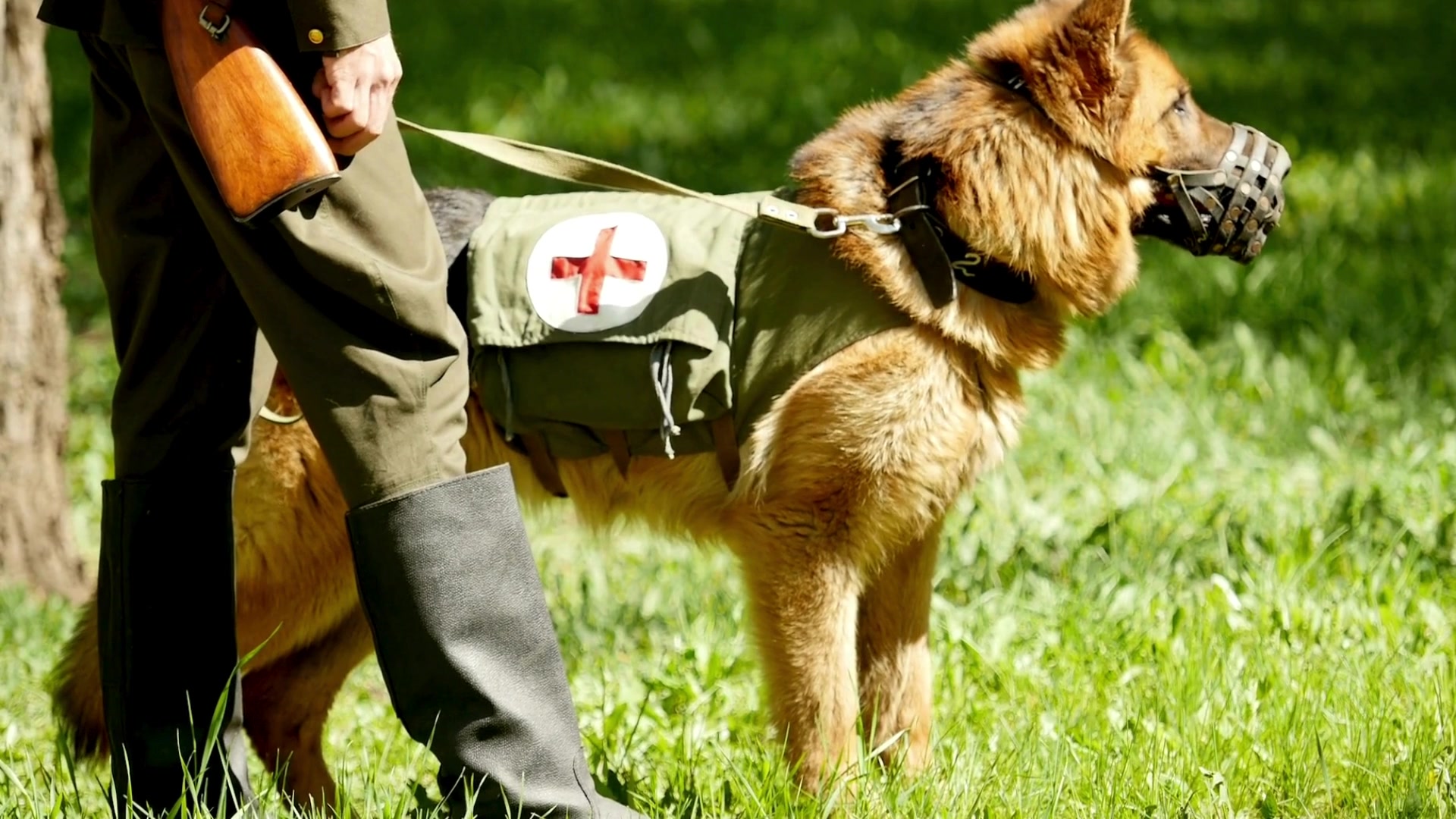 'Video thumbnail for German Shepherd Grooming Made Easy'
