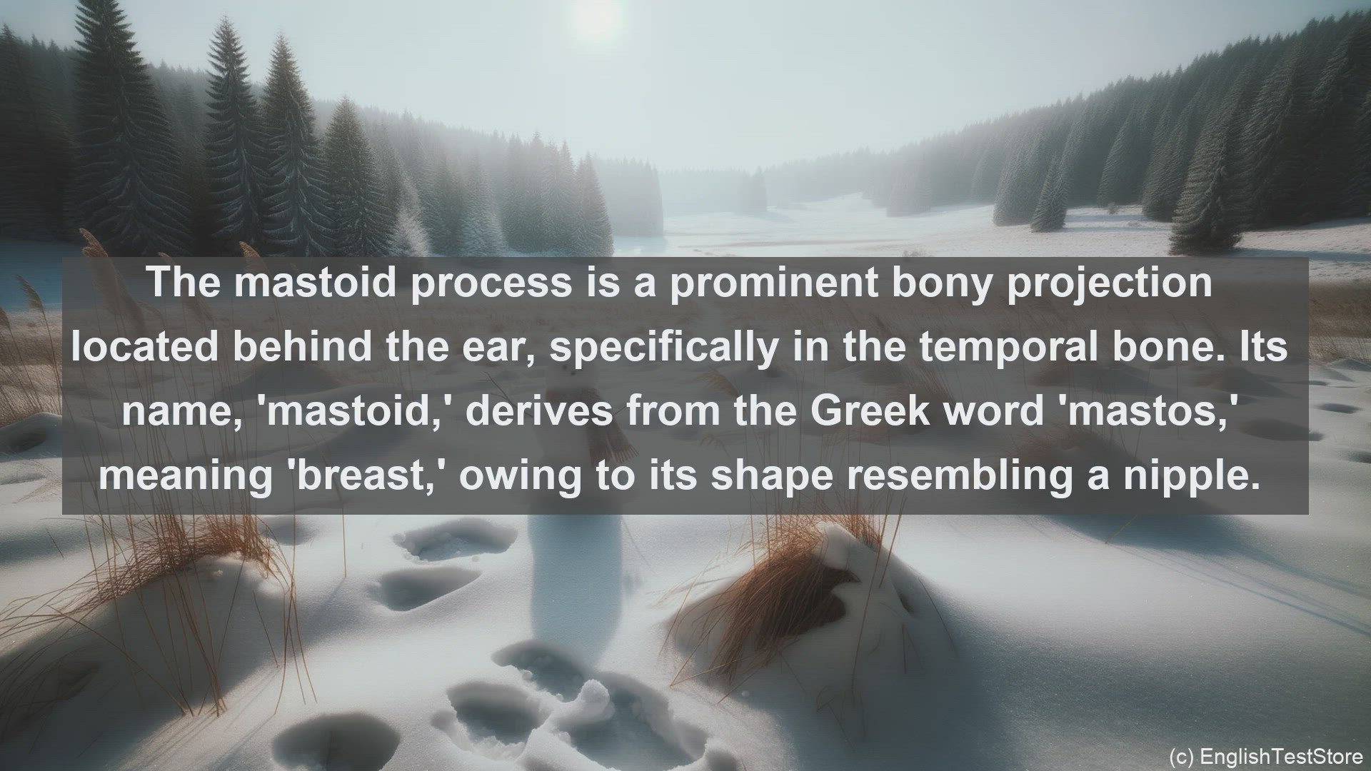 'Video thumbnail for Mastoid process in science  definition and examples'