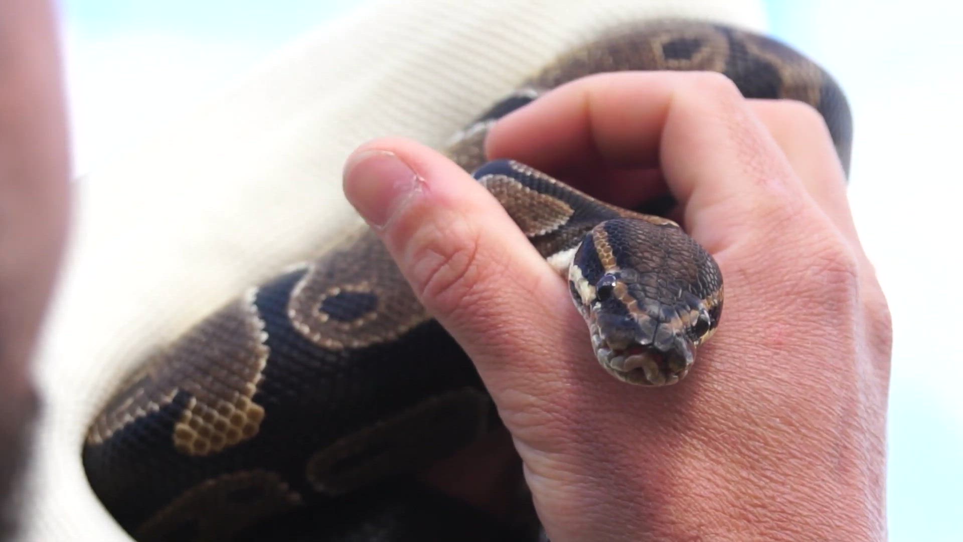 'Video thumbnail for A Magnífica Python Ball: Descubra Tudo Sobre Essa Serpente Fascinante! 🐍✨'
