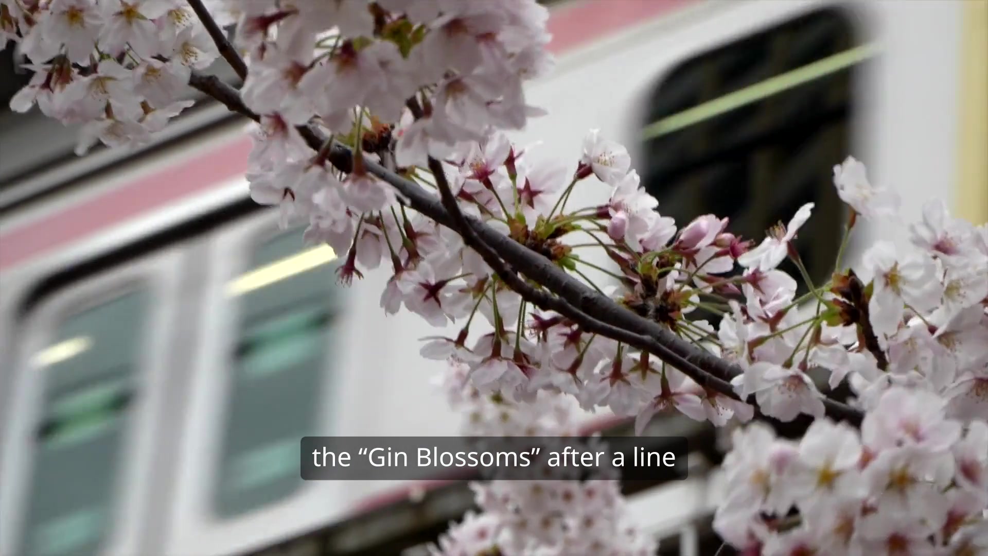 Video thumbnail for Gin Blossoms