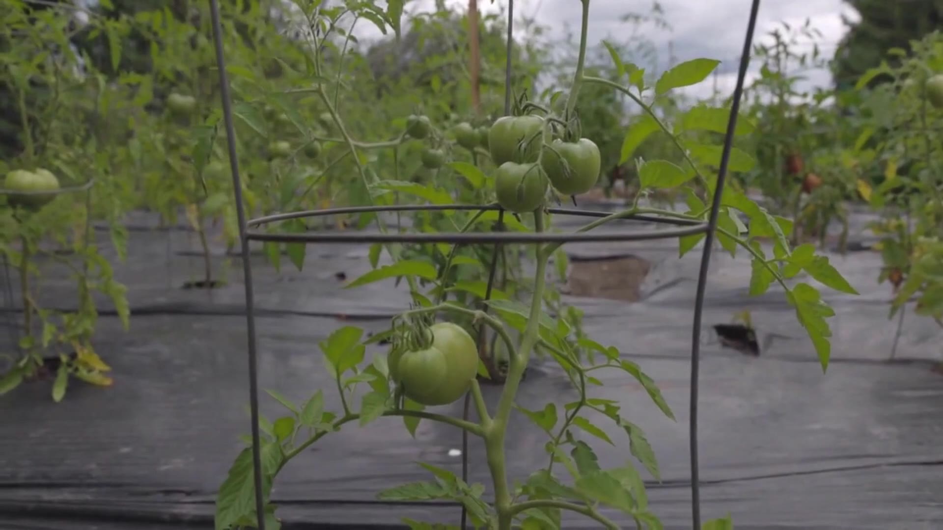 Video thumbnail for Ciambotta – Rustic Italian Vegetable Stew Made with Fresh Garden Veggies