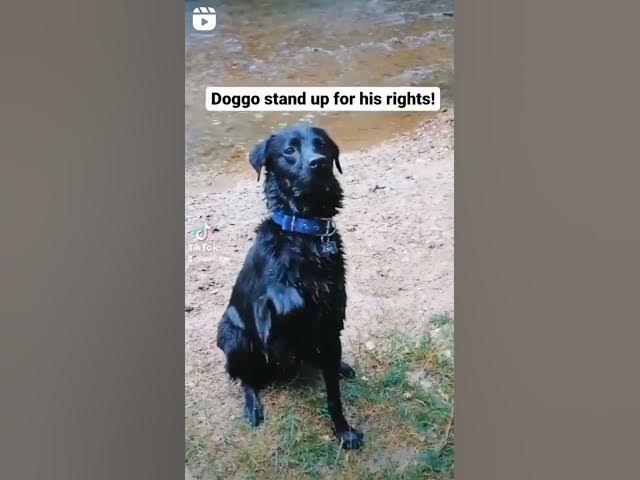 'Video thumbnail for Doggo stand up for his rights #blacklabrador #dogrights #dogblogger #dogvlog #riverdog #wetdogs'