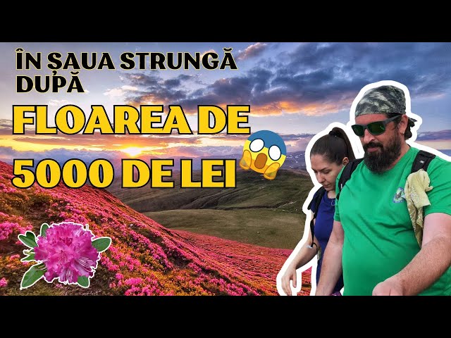 Video thumbnail for În Șaua Strungă după Rhododendron, floarea de 5000 de lei.