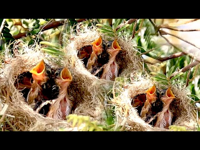 Video thumbnail for On nest bird | Bird stay Nesting Newborn: Baby Bird's Nonstop Eating