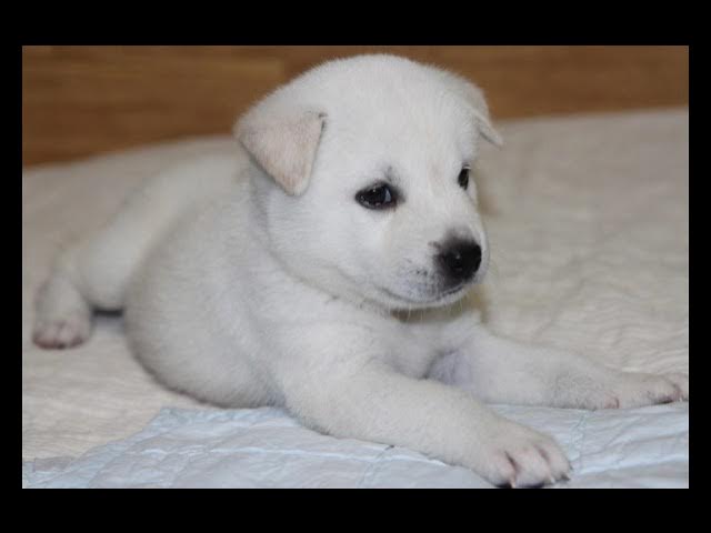 Video thumbnail for Can Puppies Eat Peanuts? The Crunchy Truth Revealed!