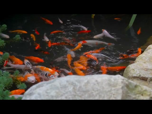 Video thumbnail for Koi Fish Care: Promoting Healthy Bone Development