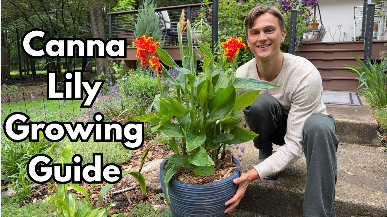 Video thumbnail for CANNA LILY Care - How to Grow Cannas for Months of Flowers