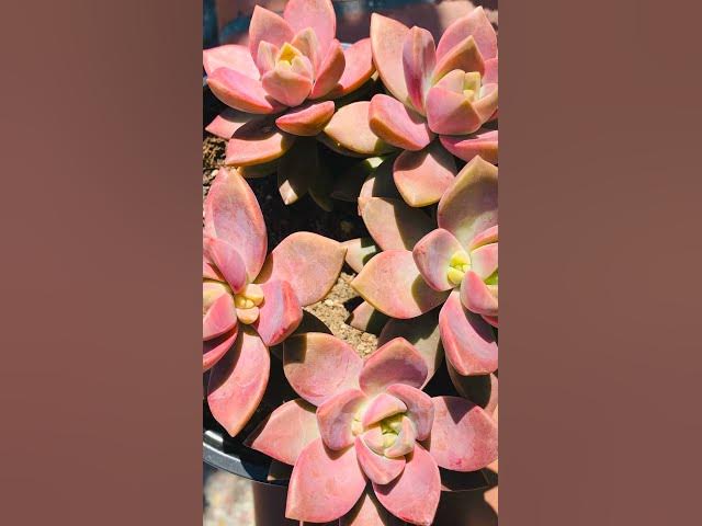 Video thumbnail for 50 Colorful Succulents That Are Incredibly Beautiful