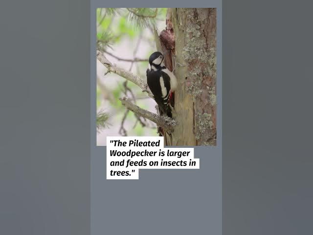 Video thumbnail for Cardinal Lookalikes Exposed! 8 Birds You Might Mistake