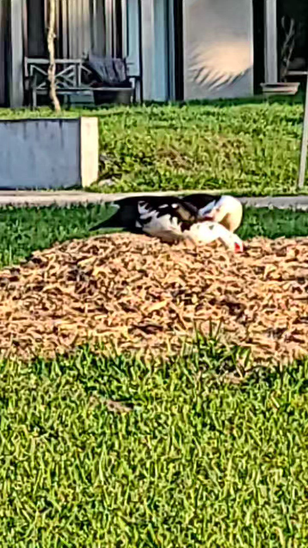 Video thumbnail for Vertical Video - Birds