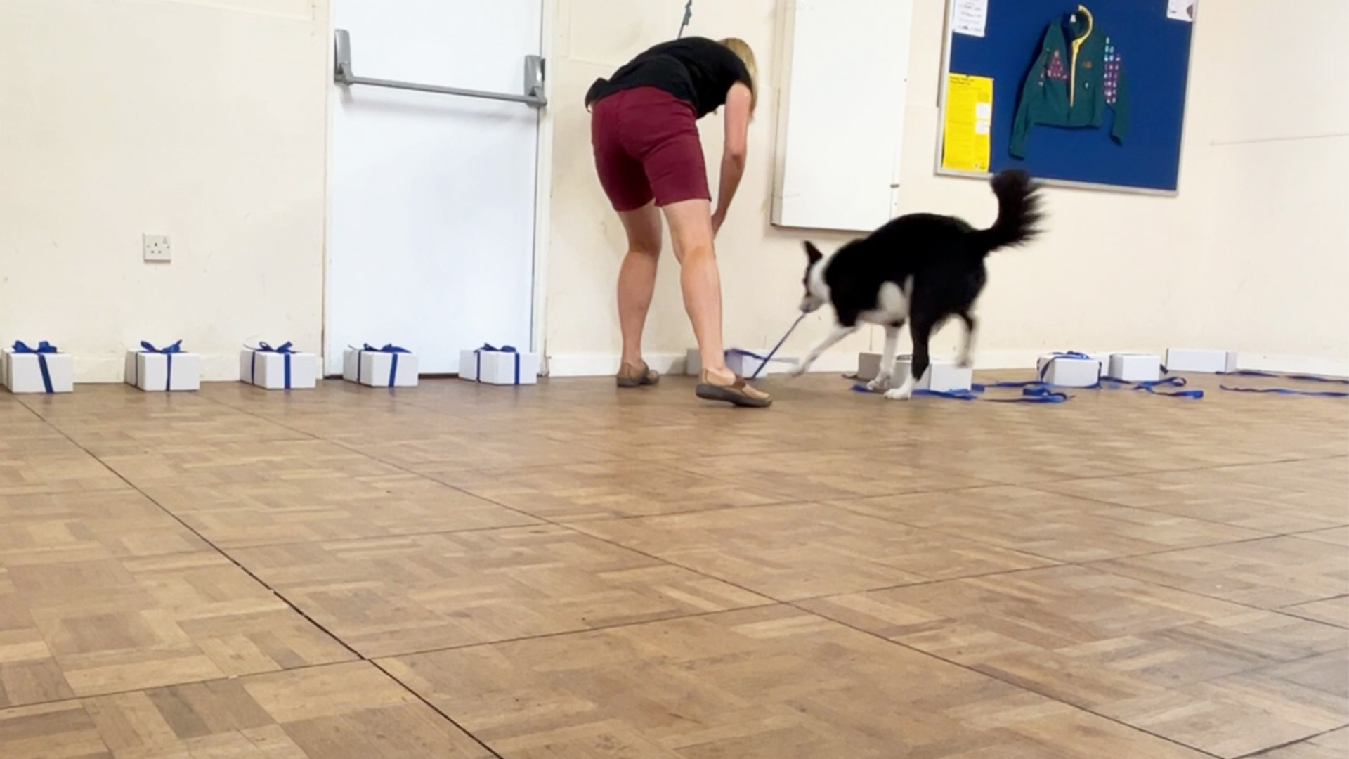 Video thumbnail for Most ribbon bows undone by a dog in one minute - 11 by Simba