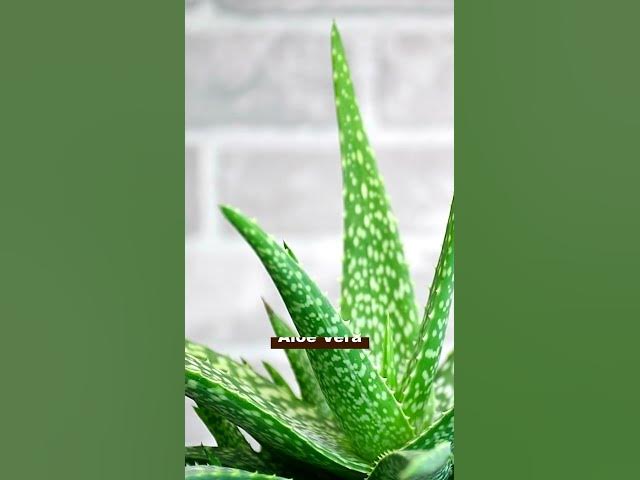 Video thumbnail for Succulents That Bring Good Luck  | Best Lucky Succulents to Grow Indoors