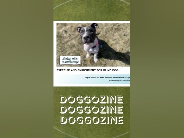 'Video thumbnail for Blind Dogs - Living with blind dogs - visually impaired dogs #doglover #dogspecies #dog'