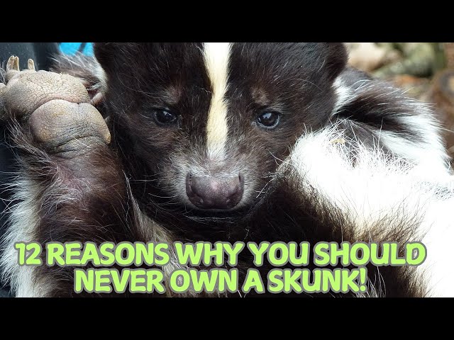 12 Reasons Why You Should Never Own a Skunk!🦨 | Open Video