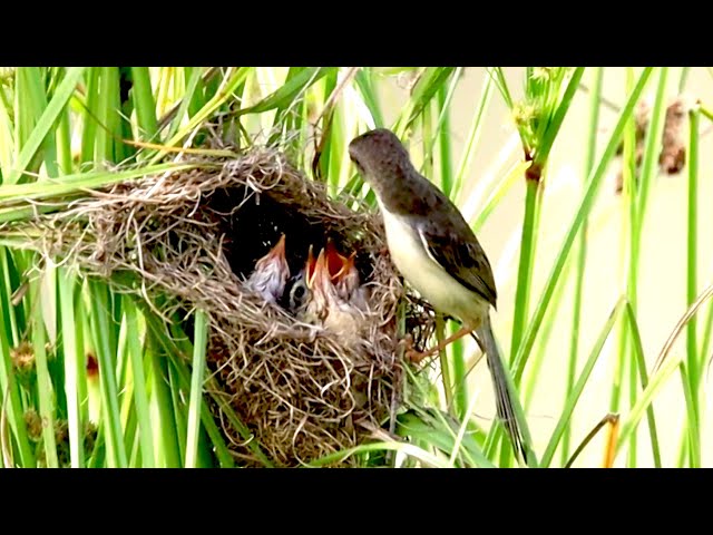 Video thumbnail for មិនគួរអោយជឿ វាលឿនណាស់ កូនចាបកំសត់