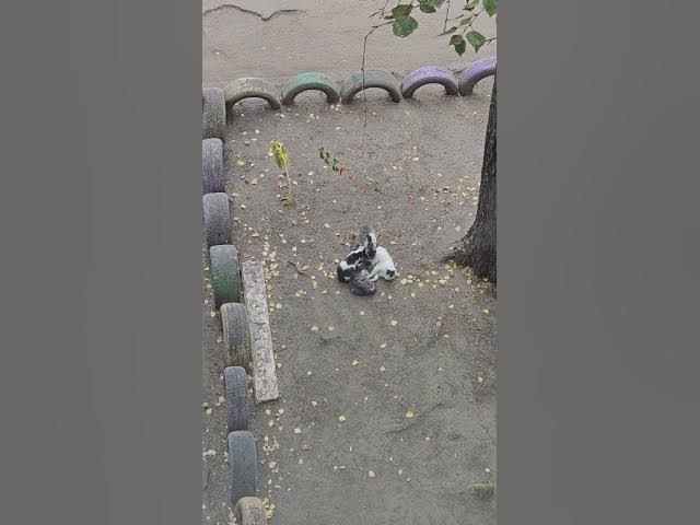 Video thumbnail for What are these cats doing together?π€π€¨π€£#shorts