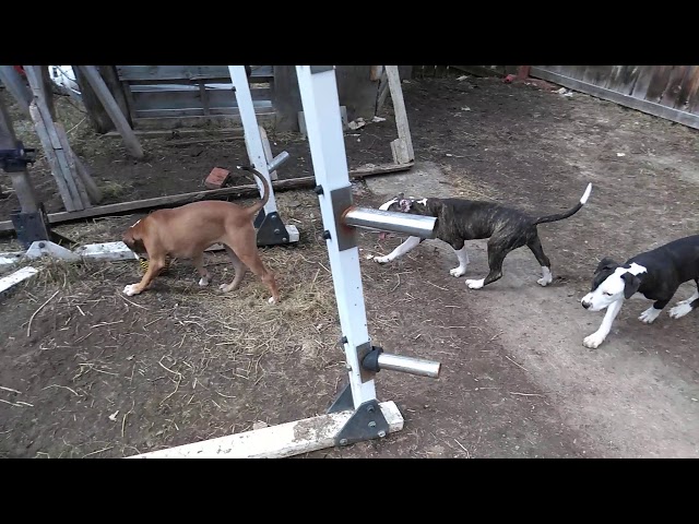 Video thumbnail for RED STAR X DIZZY PUPS AT PLAY 4/20/20