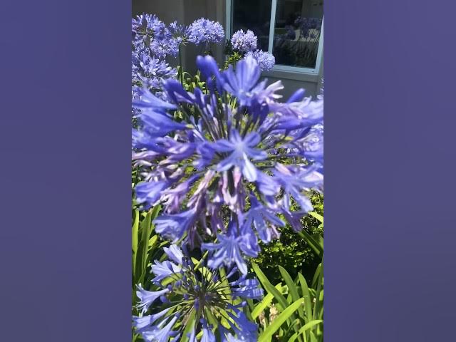 Video thumbnail for BEAUTIFUL FLOWERS