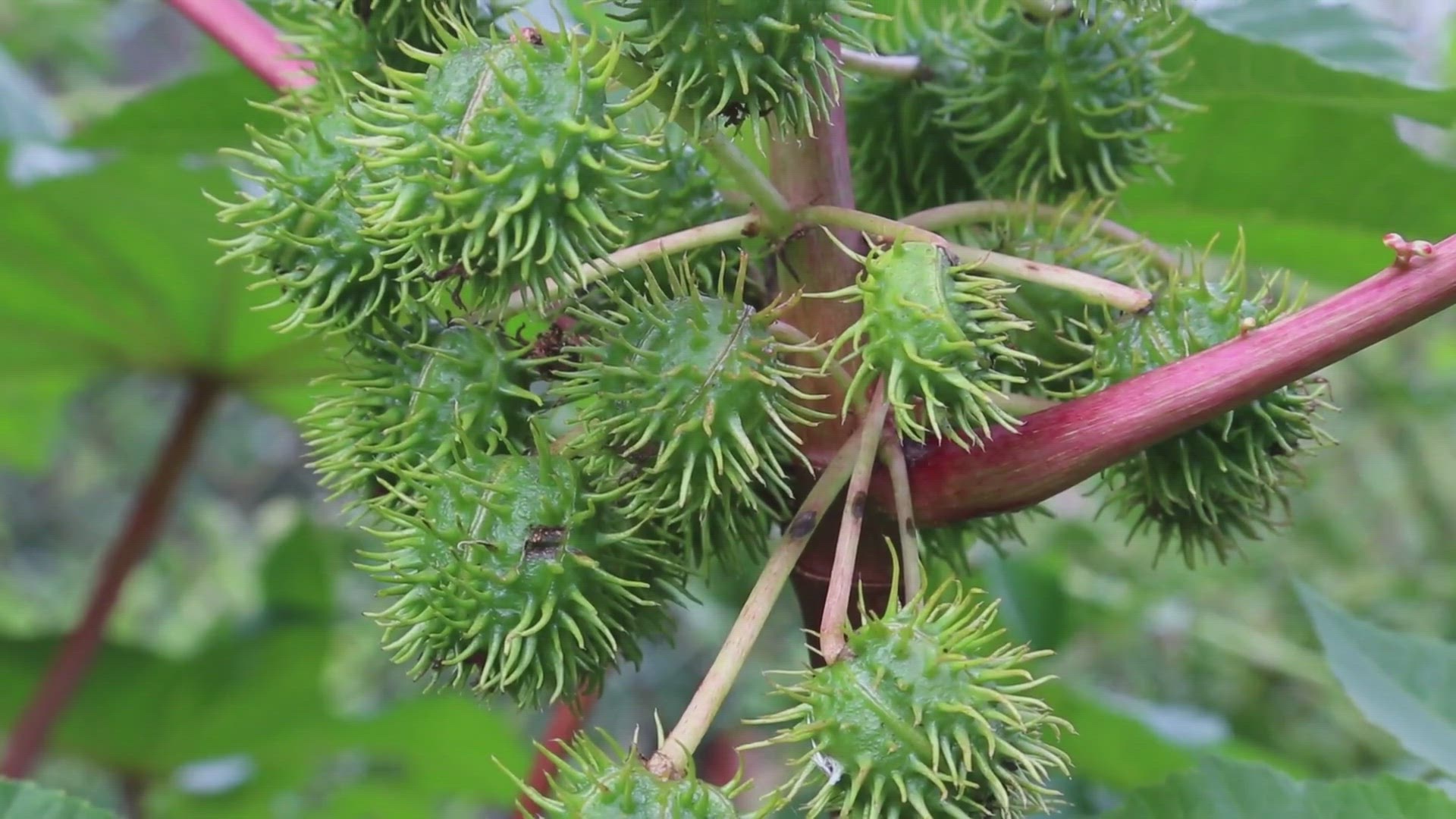 Video thumbnail for With This Oil, Your Hair, Eyelashes, and Eyebrows Will Grow Faster Than Ever