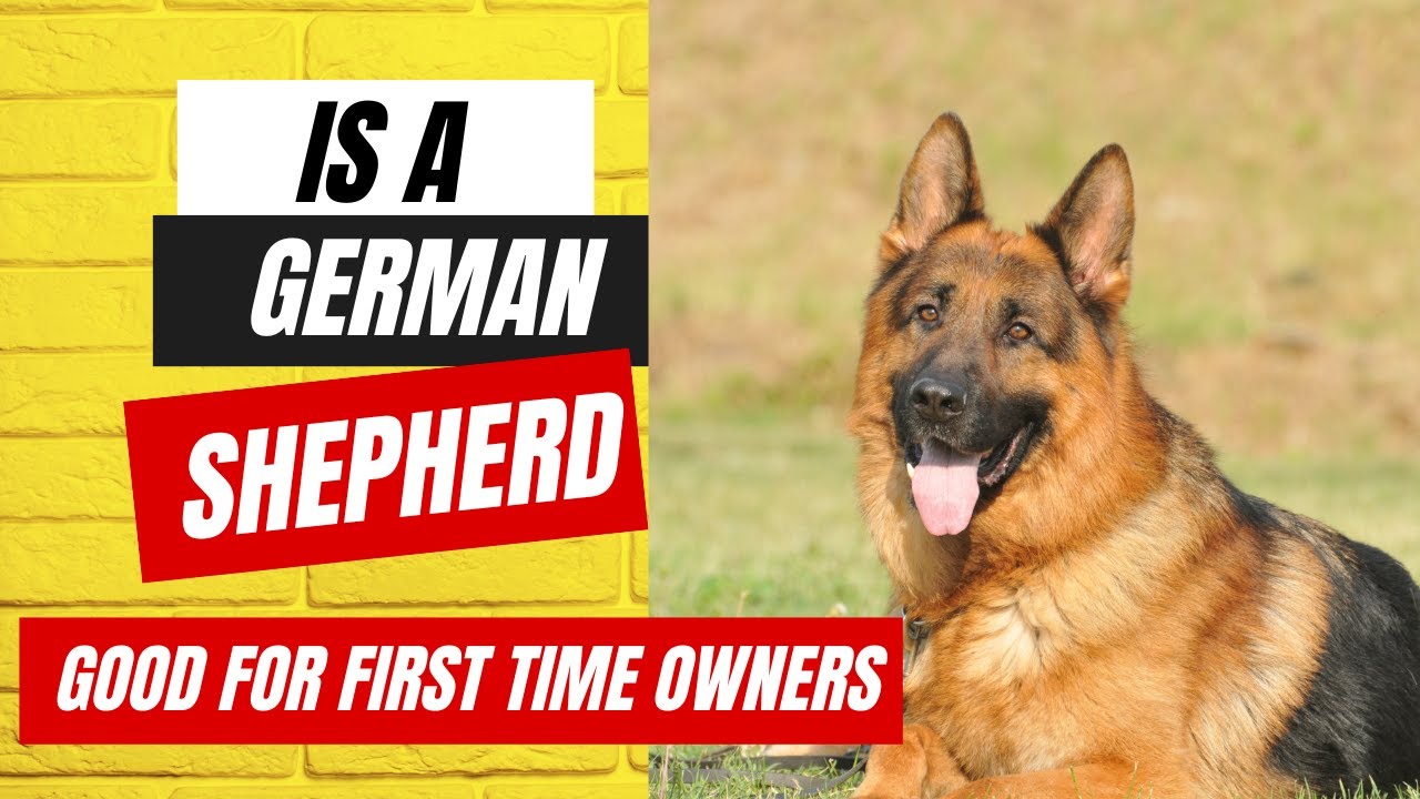 Best dewormer for german shepherd best sale