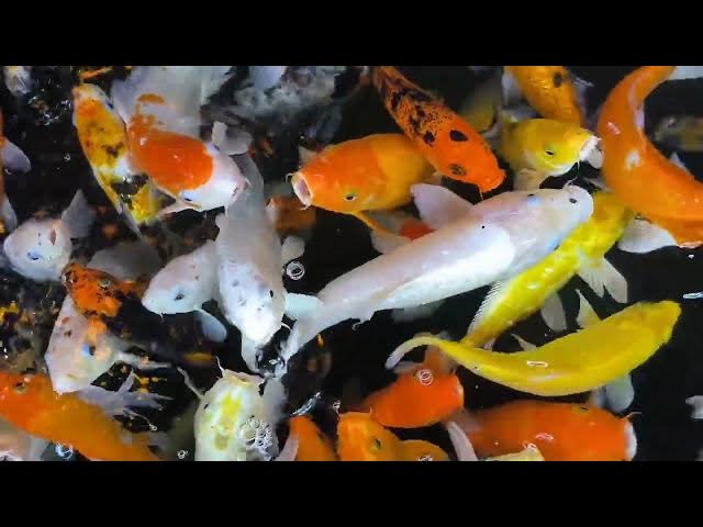 Video thumbnail for Koi Fish Care: Essential Water Quality Guidelines