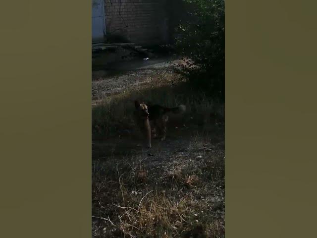 Video thumbnail for Who's there?πππ₯°#shorts