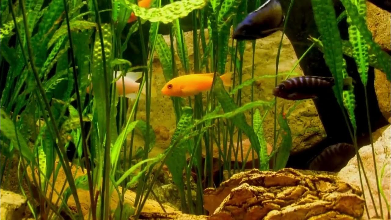 Video thumbnail for Whats the Best Lighting for Planted Tanks - ASMR Style #aquarium #aquariumfish
