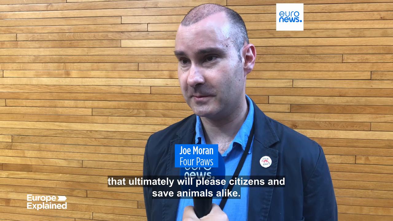 'Video thumbnail for European Parliament backs mandatory microchipping of all cats and dogs in the EU'