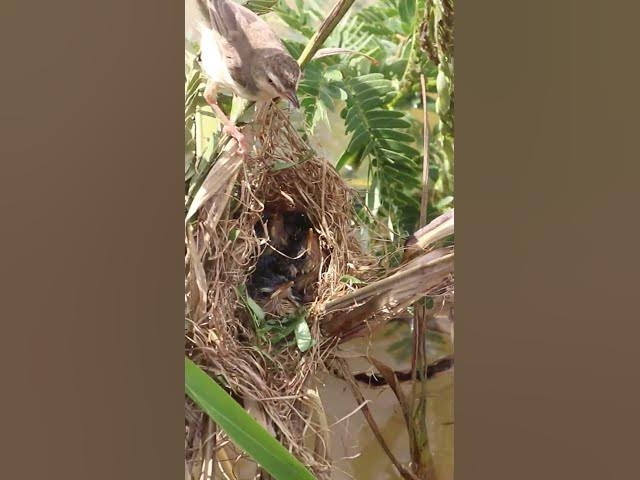 'Video thumbnail for Mother Bird Catch & Feed #birds #birdslover #bird #nest #nestbird #birdcries #feedshorts #feedbird'
