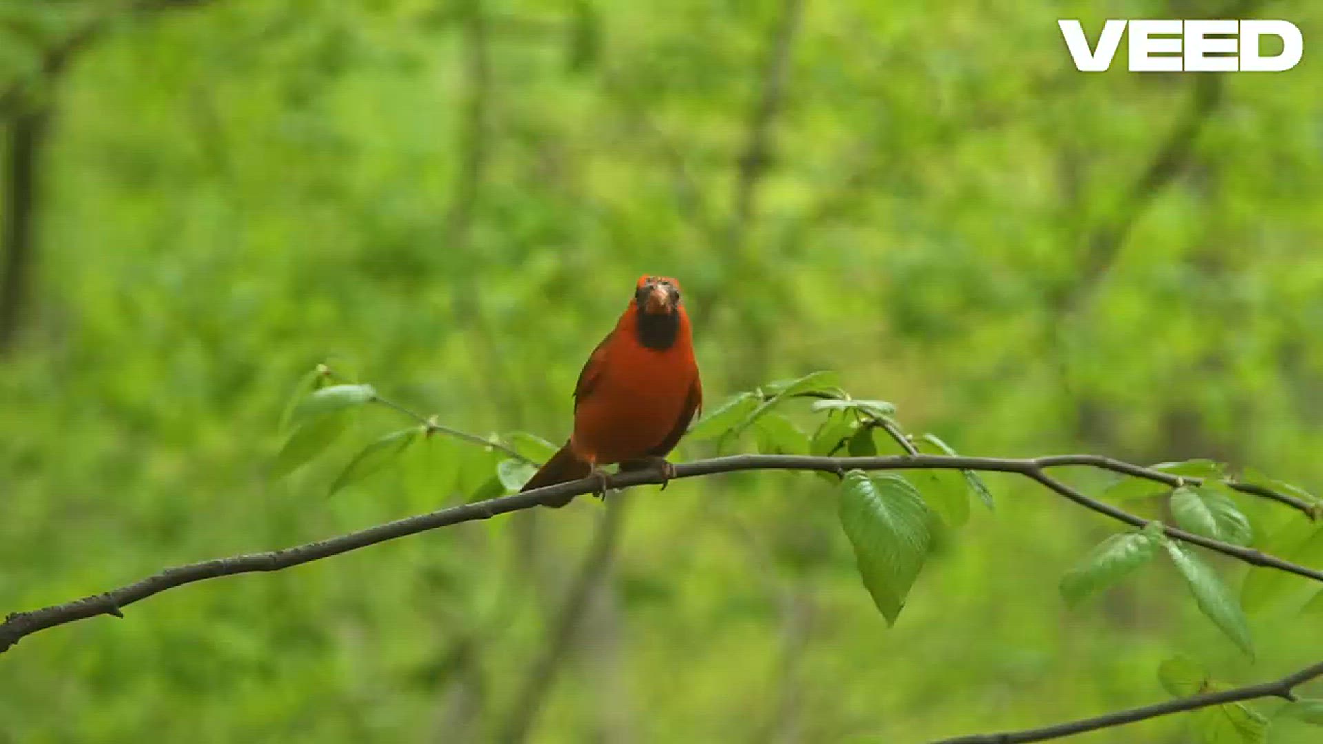 'Video thumbnail for Capture Nature's Beauty_ Bird Art Tips!'